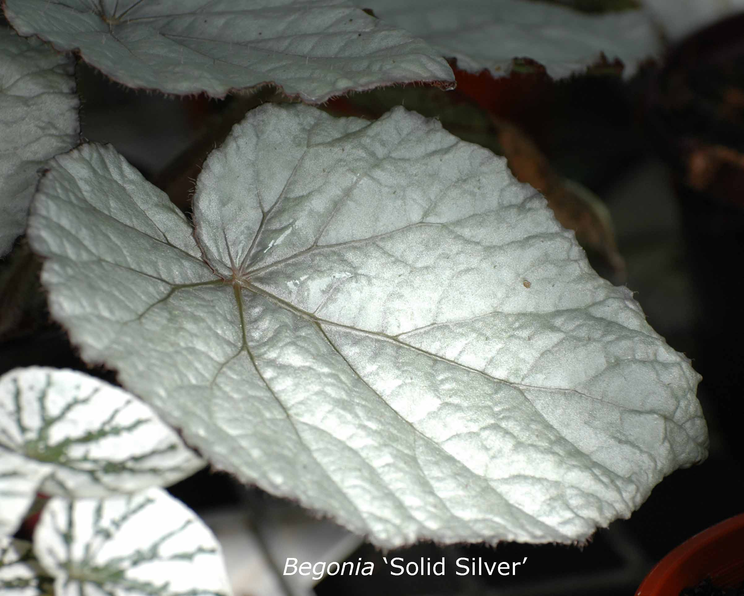 B. ‘Solid Silver’